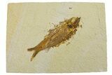 Fossil Fish (Knightia) - Wyoming #295681-1